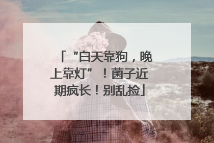 “白天靠狗，晚上靠灯”！菌子近期疯长！别乱捡