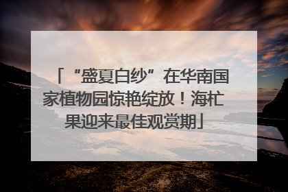 “盛夏白纱”在华南国家植物园惊艳绽放！海杧果迎来最佳观赏期
