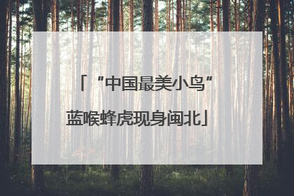 “中国最美小鸟”蓝喉蜂虎现身闽北