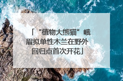 “植物大熊猫”峨眉拟单性木兰在野外回归点首次开花