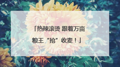 热辣滚烫 跟着万亩粮王“抢”收麦！