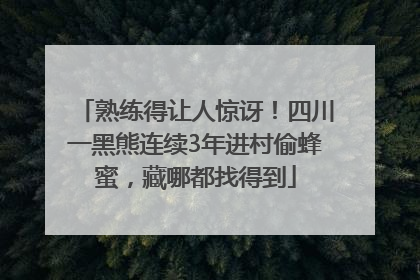 熟练得让人惊讶！四川一黑熊连续3年进村偷蜂蜜，藏哪都找得到
