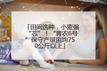 田间选种，小麦强“芯”！“青农6号”保守产量亩均750公斤以上