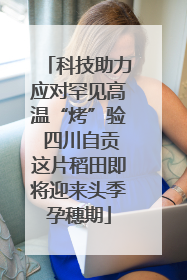 科技助力应对罕见高温“烤”验 四川自贡这片稻田即将迎来头季孕穗期