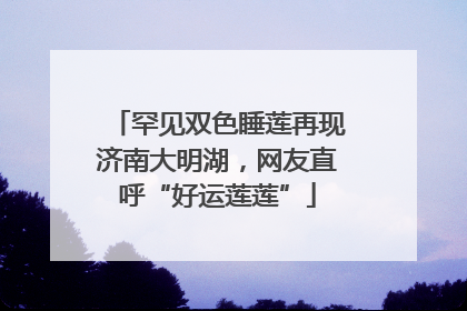 罕见双色睡莲再现济南大明湖，网友直呼“好运莲莲”
