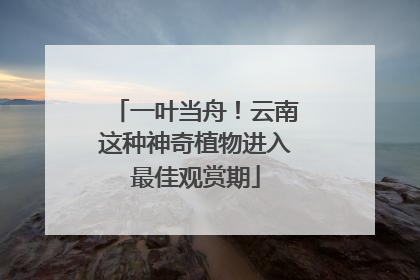 一叶当舟！云南这种神奇植物进入最佳观赏期