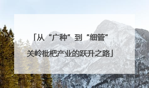 从“广种”到“细管” 关岭枇杷产业的跃升之路