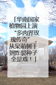 华南国家植物园上演“多肉界玫瑰传奇”，从呆萌树干到炸裂种子全是戏！