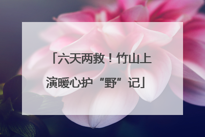 六天两救！竹山上演暖心护“野”记