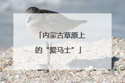 内蒙古草原上的“爱马士”