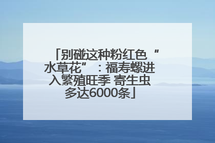 别碰这种粉红色“水草花”：福寿螺进入繁殖旺季 寄生虫多达6000条