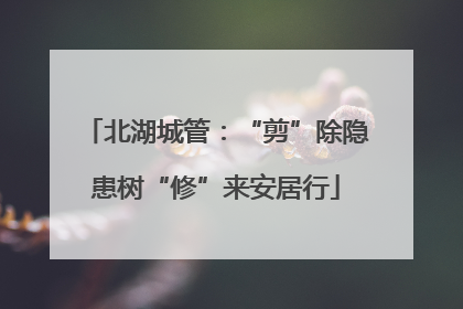北湖城管：“剪”除隐患树“修”来安居行