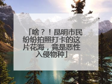 啥？！昆明市民纷纷拍照打卡的这片花海，竟是恶性入侵物种
