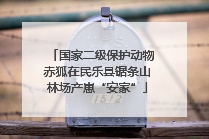 国家二级保护动物赤狐在民乐县锯条山林场产崽“安家”