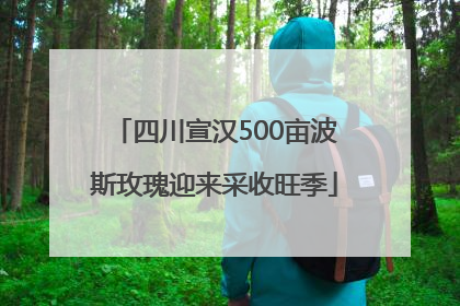 四川宣汉500亩波斯玫瑰迎来采收旺季