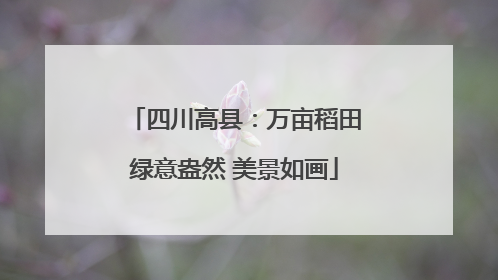 四川高县：万亩稻田绿意盎然 美景如画