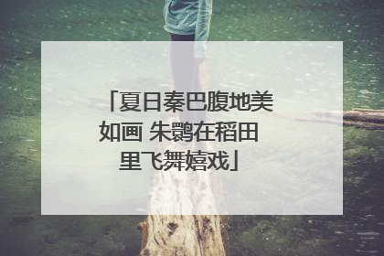夏日秦巴腹地美如画 朱鹮在稻田里飞舞嬉戏