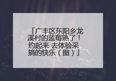 广丰区东阳乡龙溪村的蓝莓熟了！约起来 去体验采摘的快乐（图）