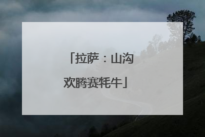 拉萨：山沟欢腾赛牦牛