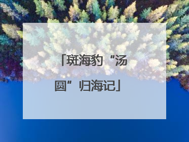 斑海豹“汤圆”归海记