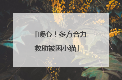 暖心！多方合力救助被困小猫