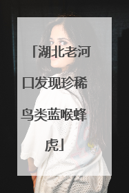 湖北老河口发现珍稀鸟类蓝喉蜂虎