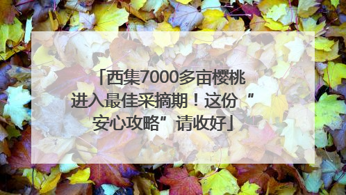 西集7000多亩樱桃进入最佳采摘期！这份“安心攻略”请收好
