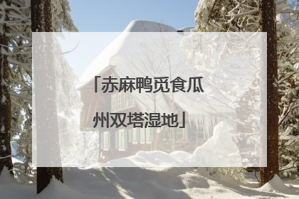 赤麻鸭觅食瓜州双塔湿地