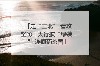 走“三北” 看攻坚①｜太行披“绿装” 连翘药茶香