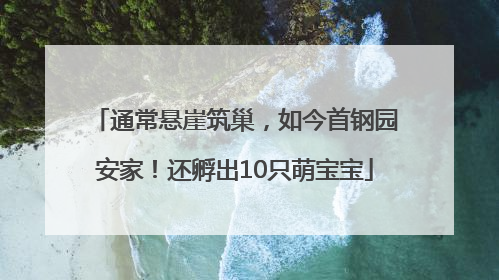通常悬崖筑巢，如今首钢园安家！还孵出10只萌宝宝