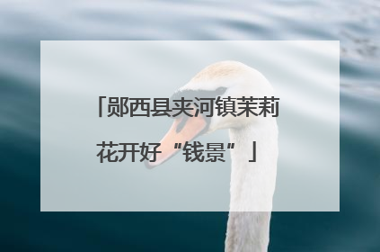 郧西县夹河镇茉莉花开好“钱景”