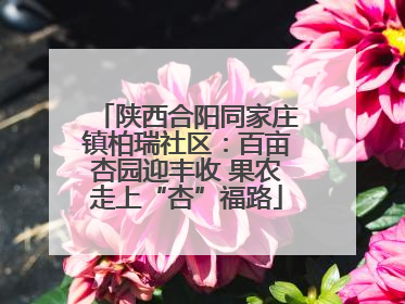陕西合阳同家庄镇柏瑞社区：百亩杏园迎丰收 果农走上“杏”福路