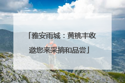 雅安雨城：黄桃丰收 邀您来采摘和品尝