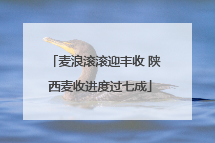 麦浪滚滚迎丰收 陕西麦收进度过七成