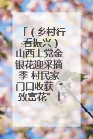 （乡村行·看振兴）山西上党金银花迎采摘季 村民家门口收获“致富花”